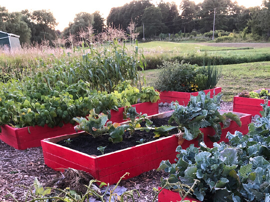 Our Garden