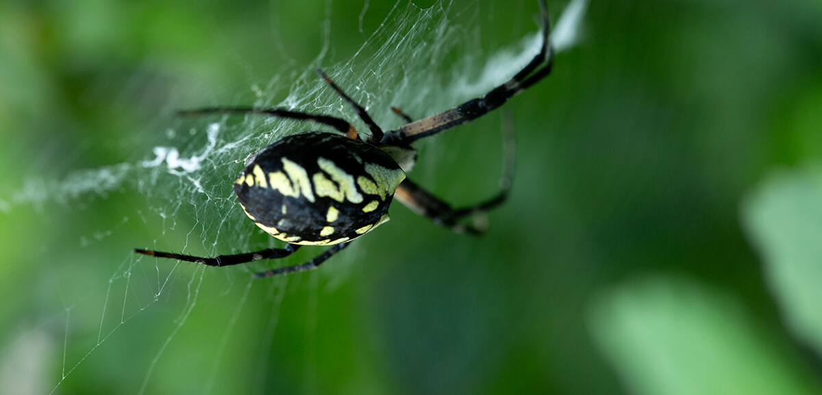 Spider
