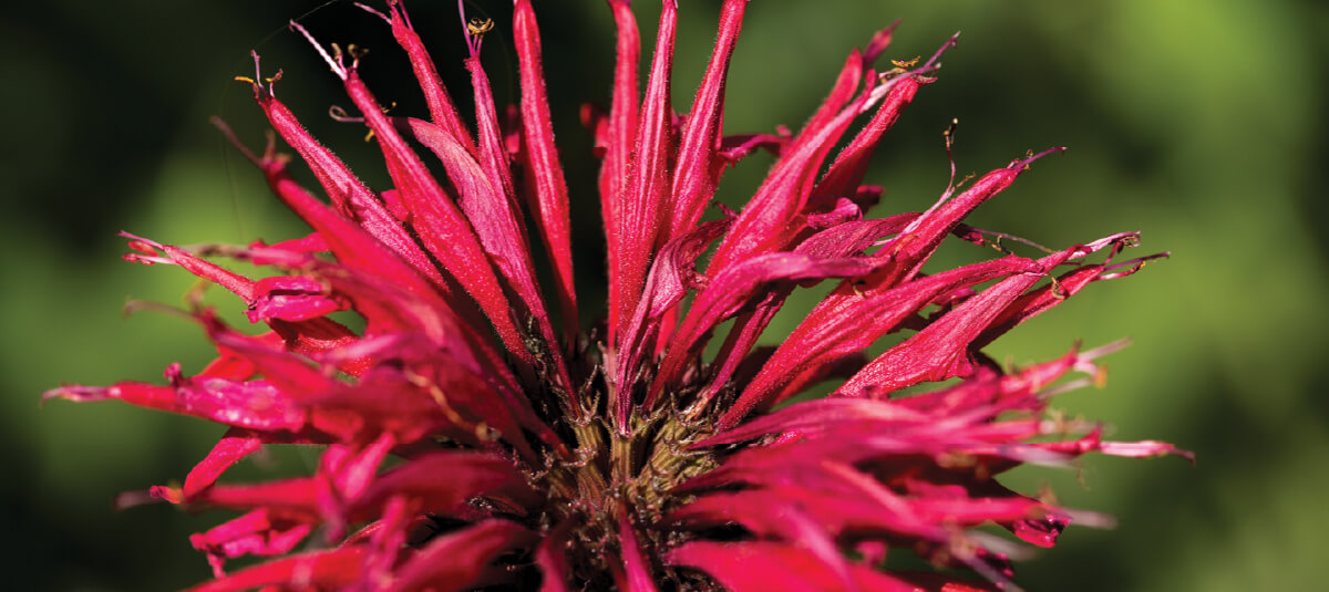 Red Flower